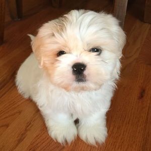 Meet your Posher, Bailey